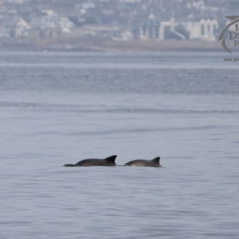 harbour porpoises