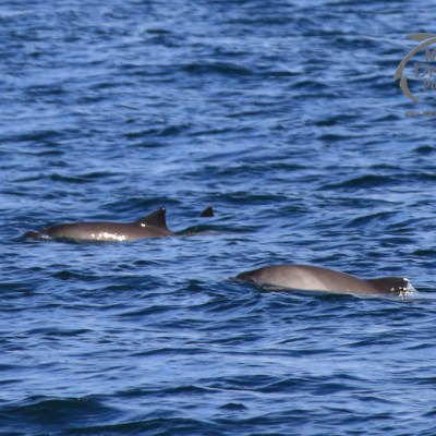 harbour porpoises