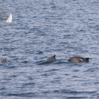 harbour porpoises