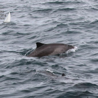 harbour porpoise
