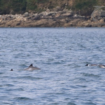 harbour porpoises