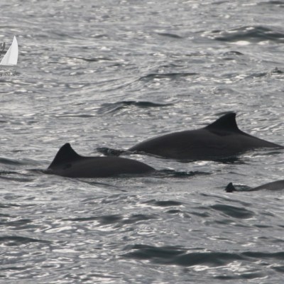 harbour porpoises