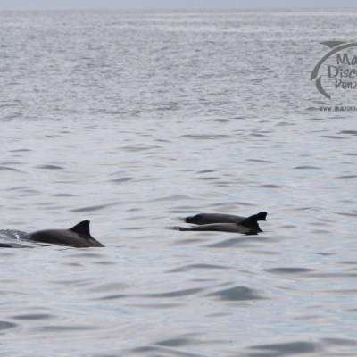 harbour porpoises