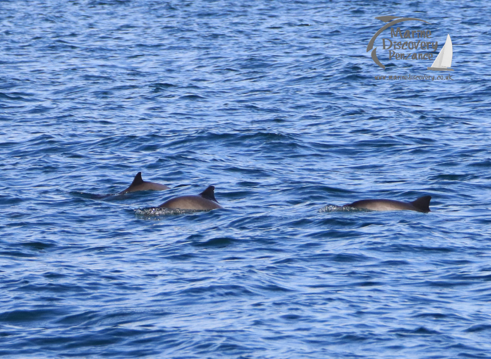 harbour porpoises