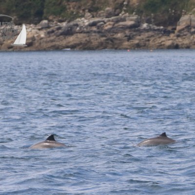 harbour porpoises