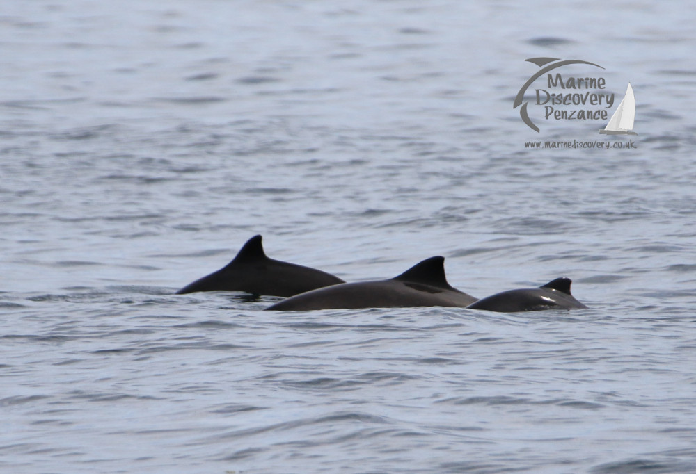 harbour porpoises