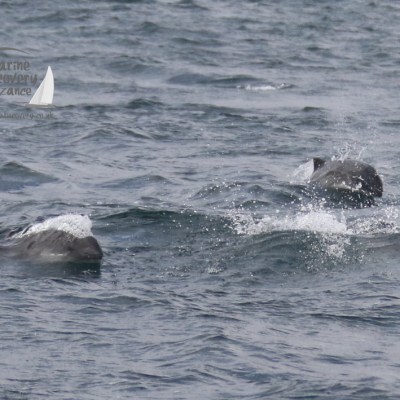 harbour porpoises