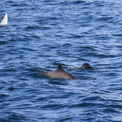 harbour porpoises