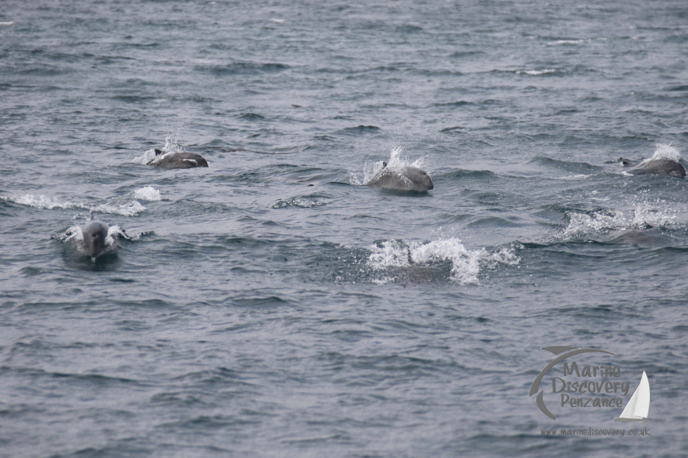 harbour porpoises