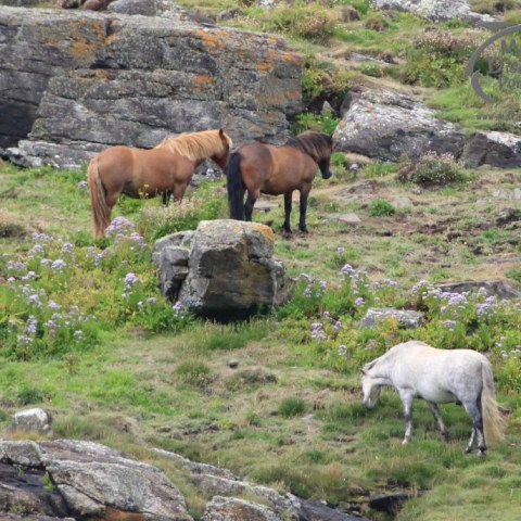 ponies on the cliff