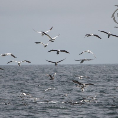 hovering gannets