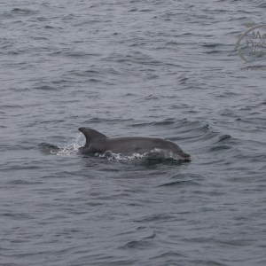 njured bottlenose dolphin