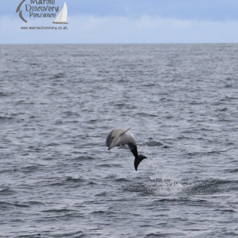 jumping dolphin