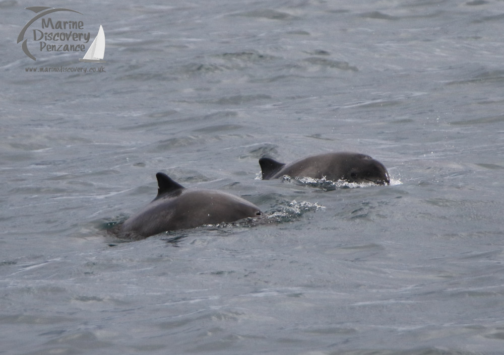 harbour porpoises
