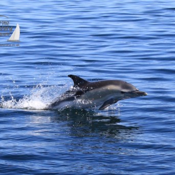 leaping common dolphin
