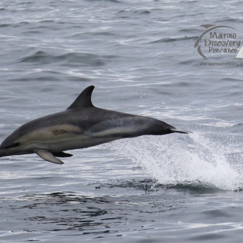 a dolphin jumping out of the water
