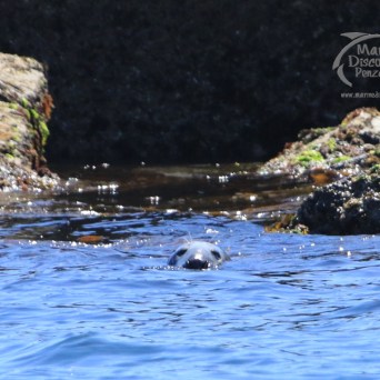 male grey seal