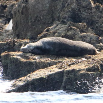 male seal