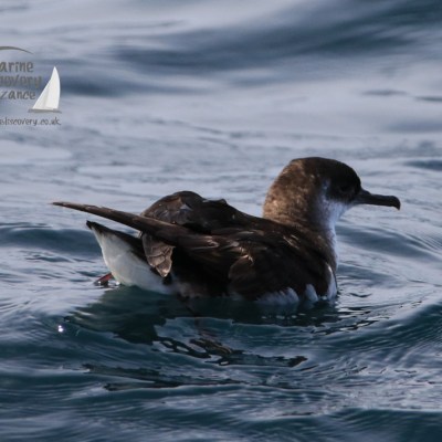 manx shearwater