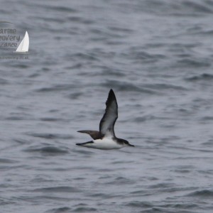 manx shearwater