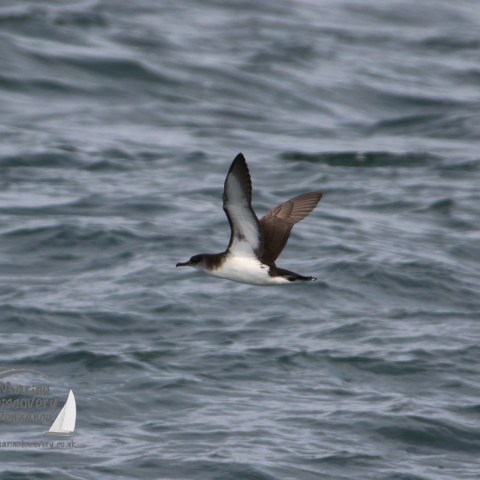 manx shearwater
