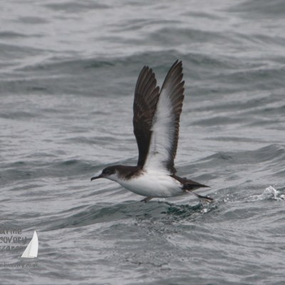 manx shearwater