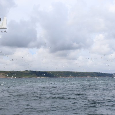 mass of gannets