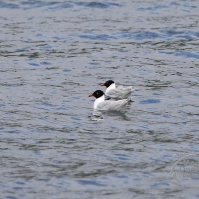 Mediterranean gulls