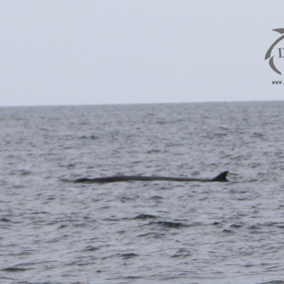 minke whale