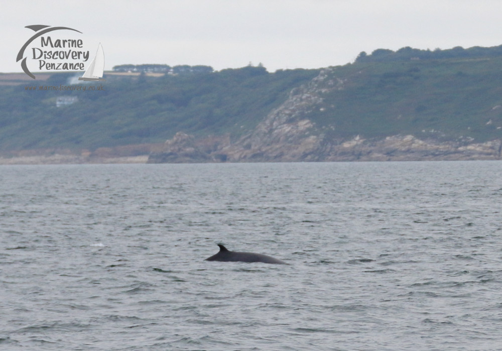 minke whale