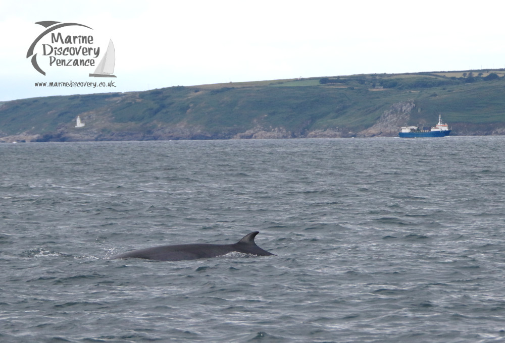 minke whale and coast