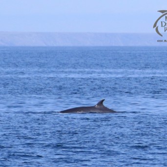 minke whale