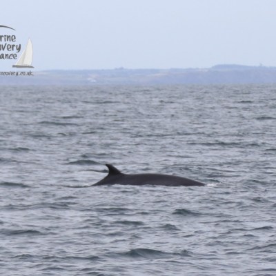 minke whale