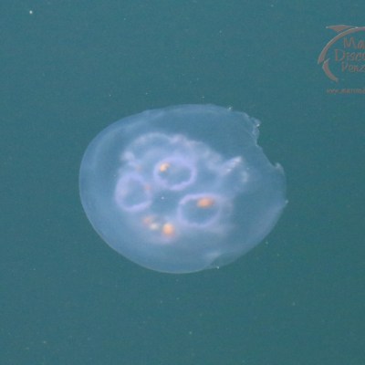mooon jellyfish