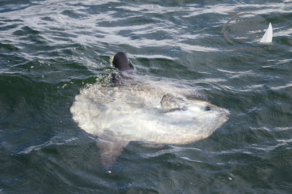 ocean sunfish