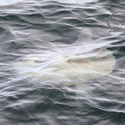 ocean sunfish