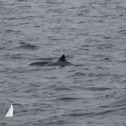 harbour porpoise