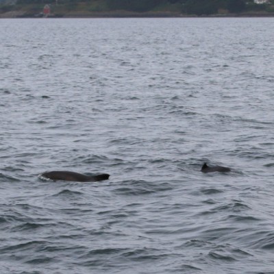porpoises