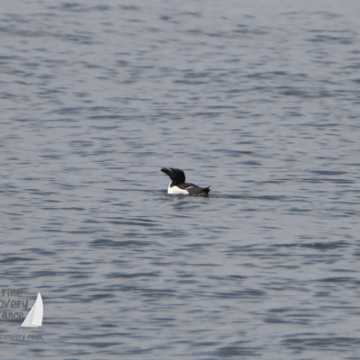 razorbill
