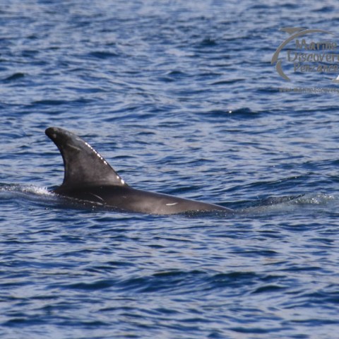 risso's dolphin fin