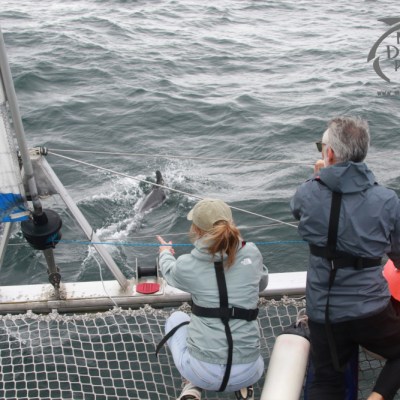 sailing watching dolphins