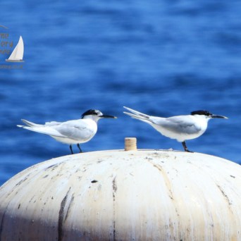 sandwwich terns