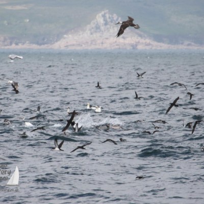 seabirds feeding