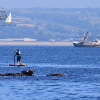 seal and paddleboarder