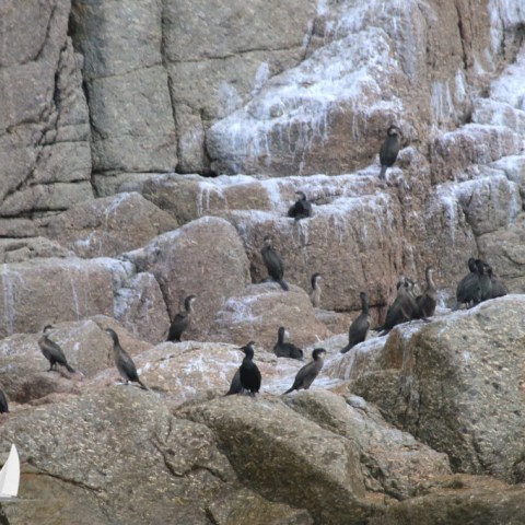 shags and cormorants