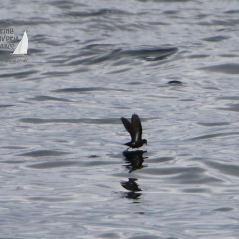 storm petrel