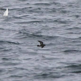 storm petrel