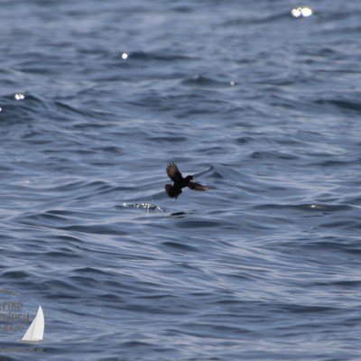 storm petrel feeding