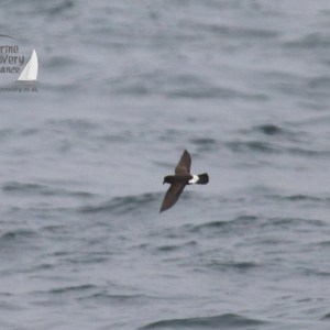 storm petrel