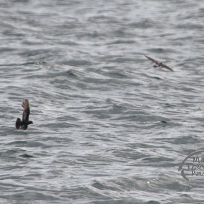 storm petrels